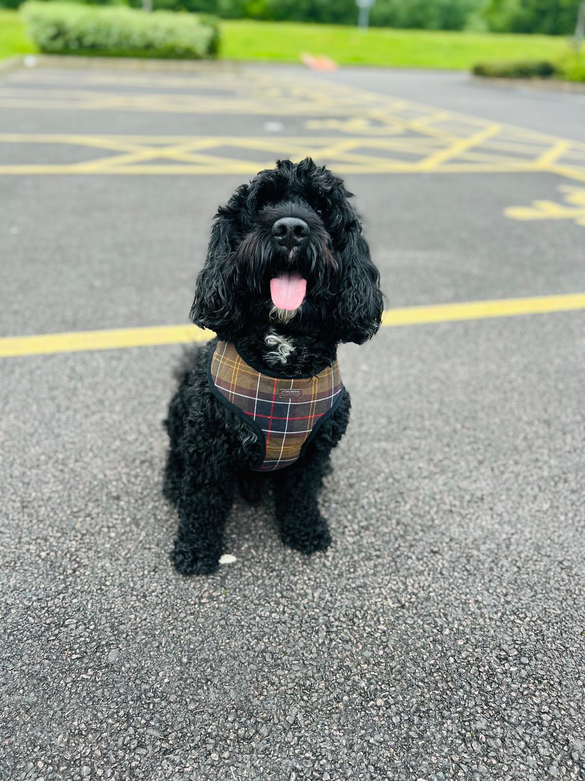 Luchi Pet – A Refined Approach to Pet Wellbeing